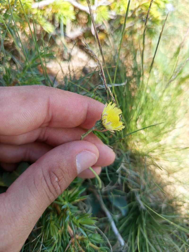 Pilosella vahlii subsp. vahlii