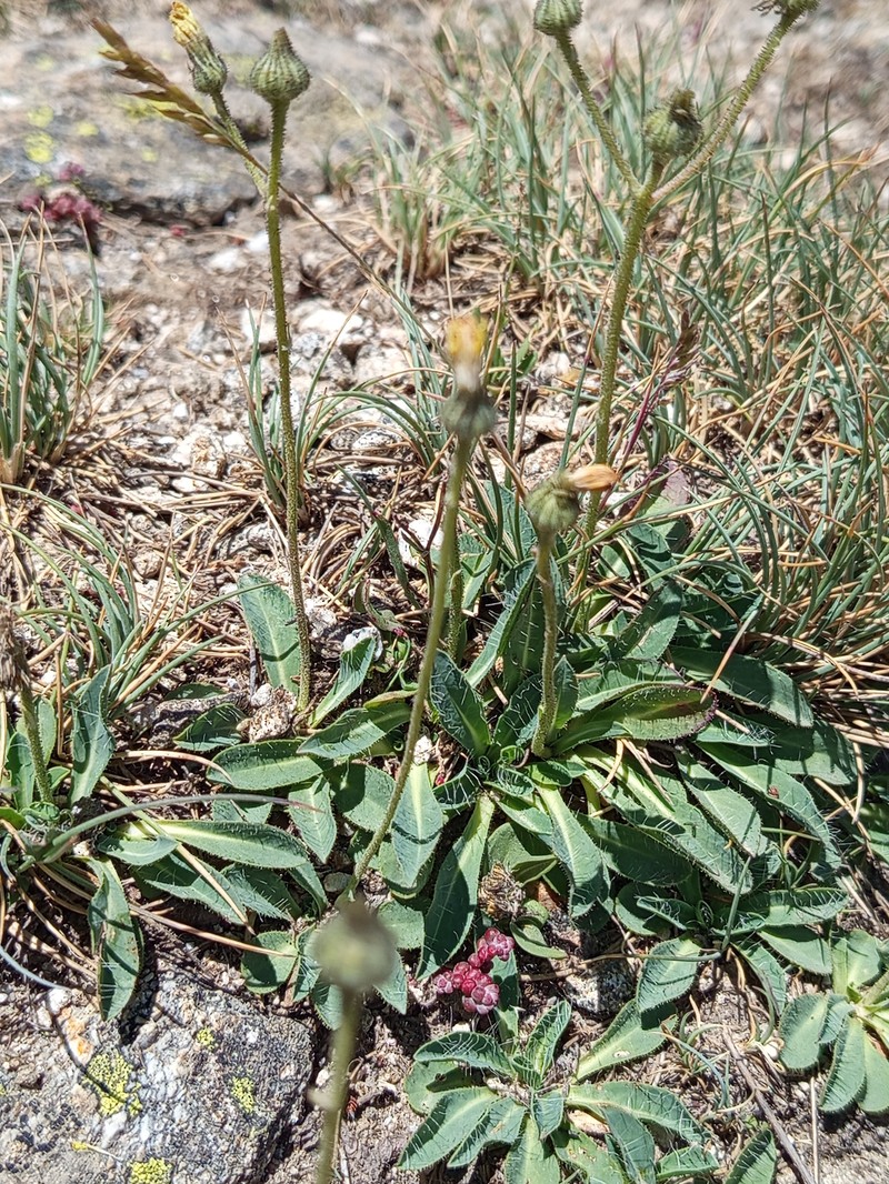 Pilosella vahlii subsp. vahlii photo 2