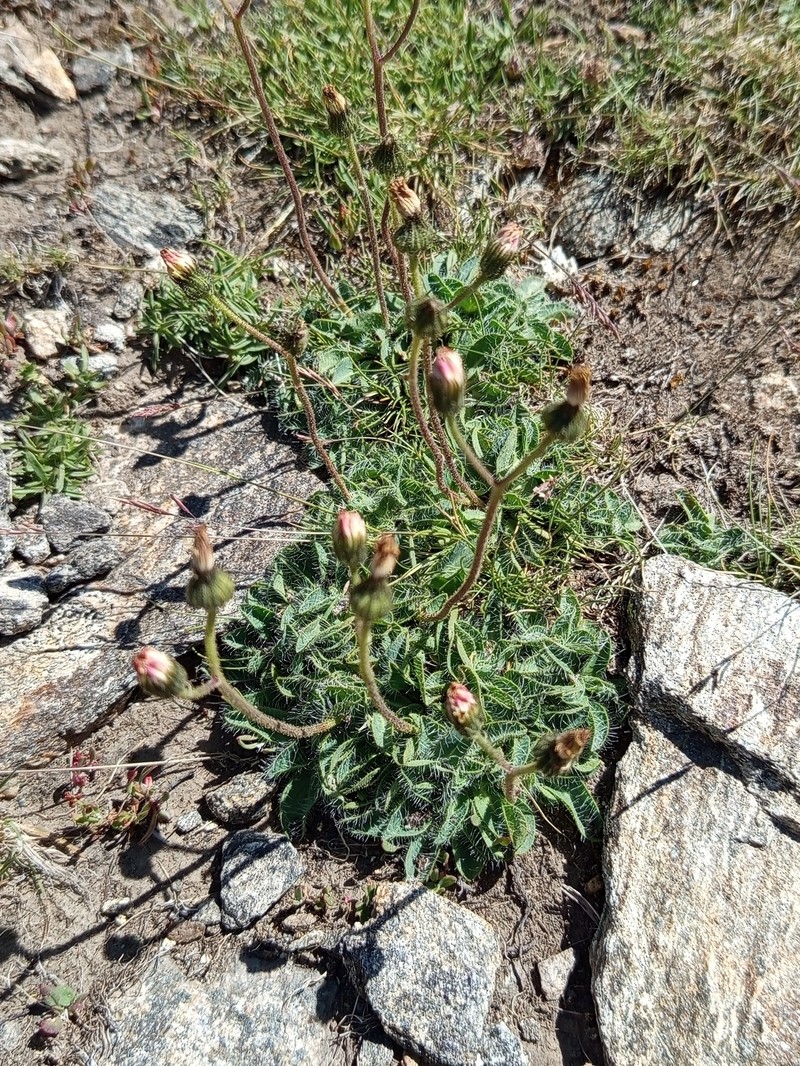 Pilosella vahlii subsp. vahlii photo 3