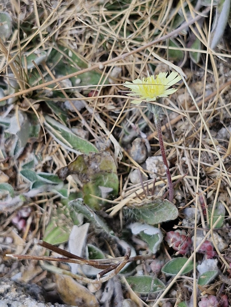 Pilosella vahlii subsp. vahlii photo 4