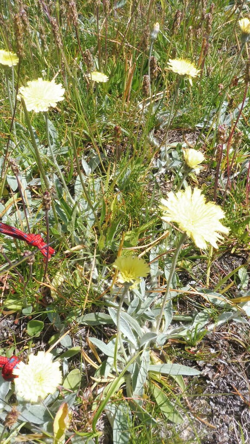 Pilosella velutina