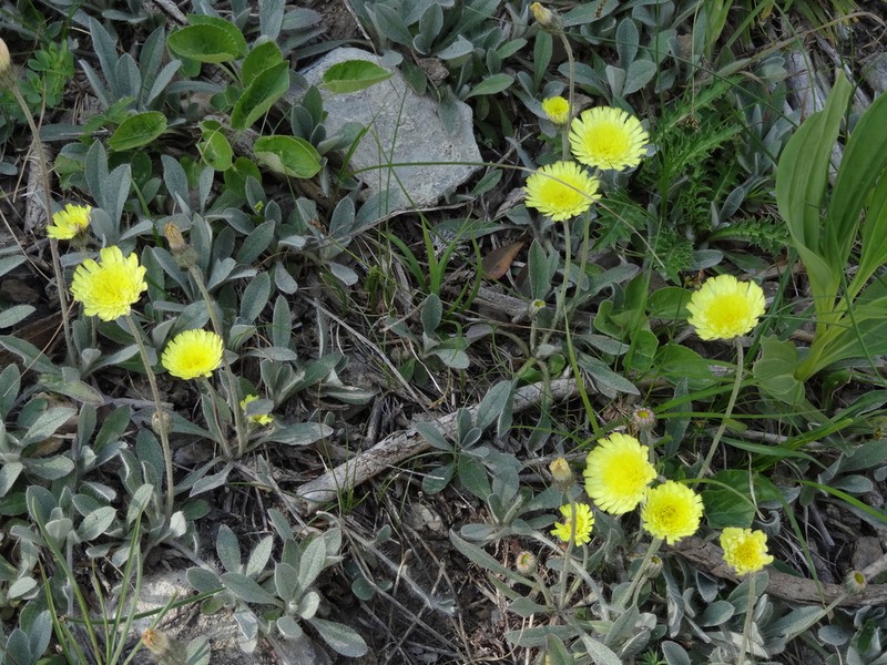 Pilosella velutina photo 3