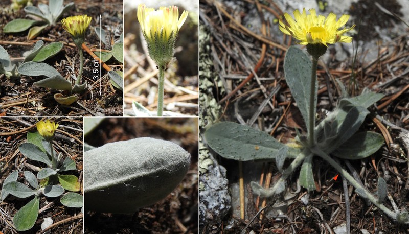Pilosella velutina photo 4