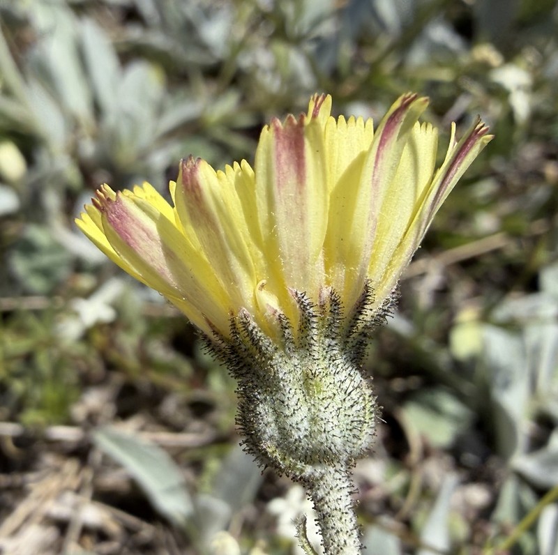 Pilosella velutina photo 5