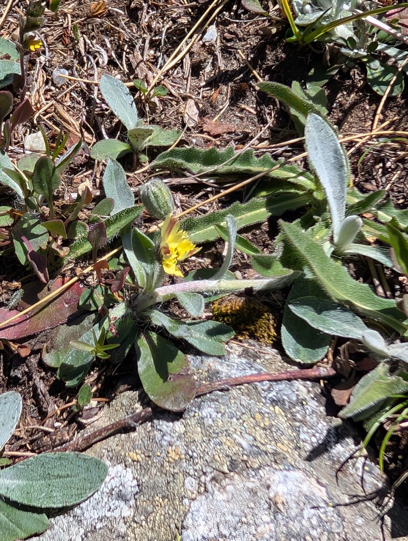 Pilosella velutina photo 6