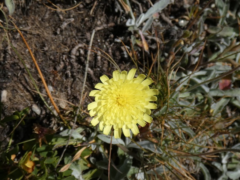 Pilosella velutina photo 7