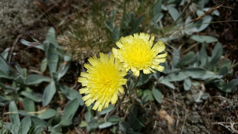Pilosella velutina photo 8