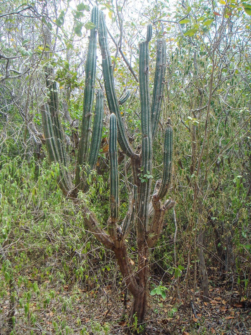 Pilosocereus armatus