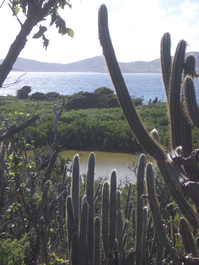 Pilosocereus armatus photo 2