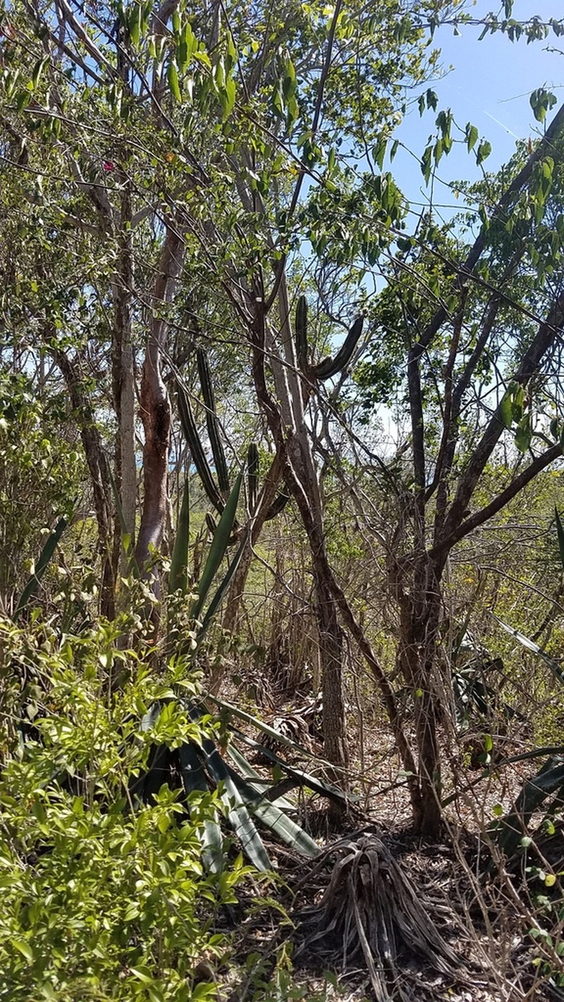Pilosocereus armatus photo 3
