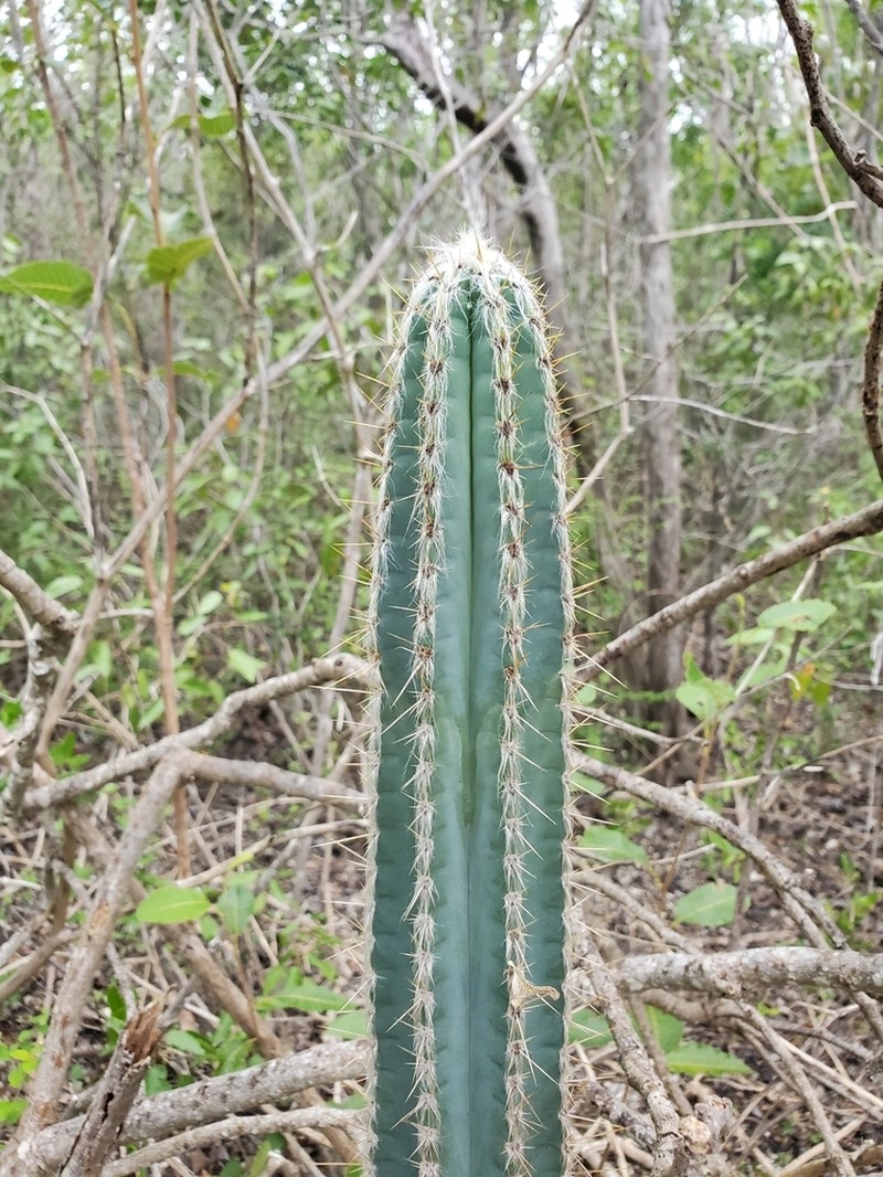 Pilosocereus armatus photo 4