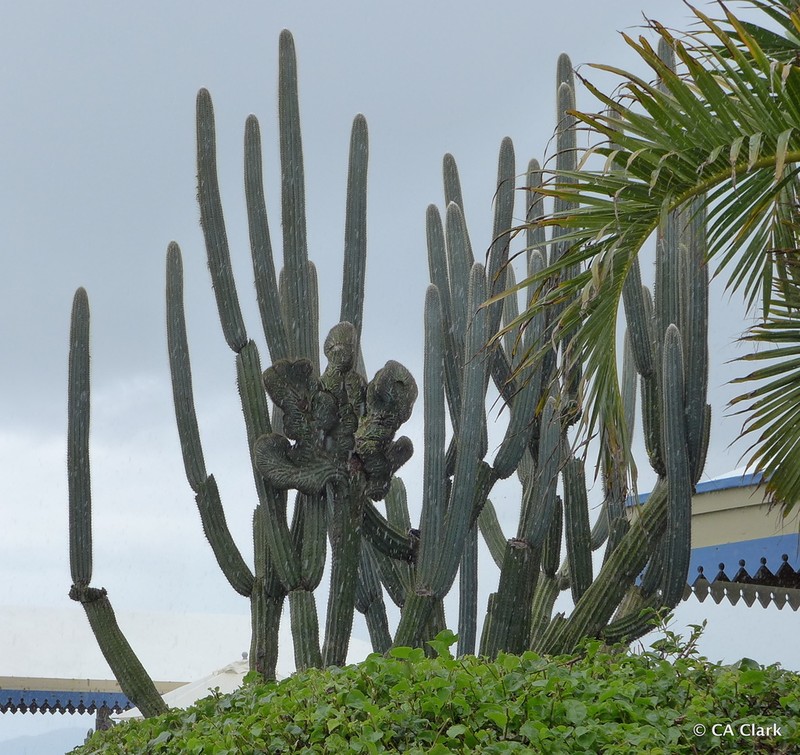 Pilosocereus armatus photo 5