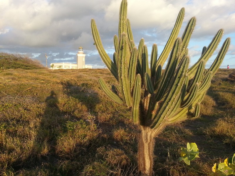 Pilosocereus armatus photo 6