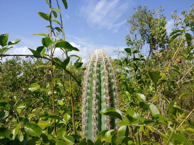 Pilosocereus armatus photo 7