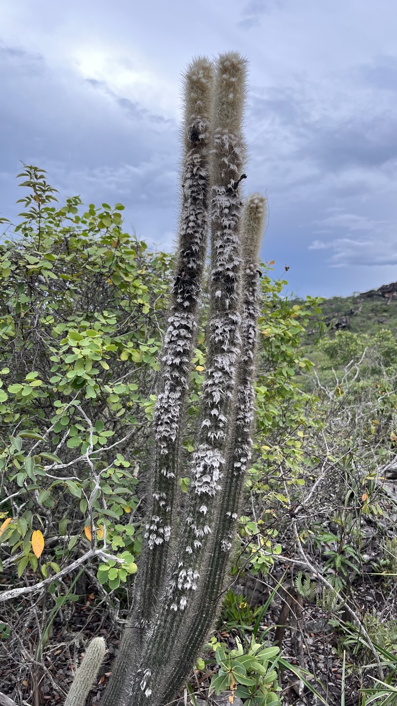 Pilosocereus aurisetus subsp. aurisetus