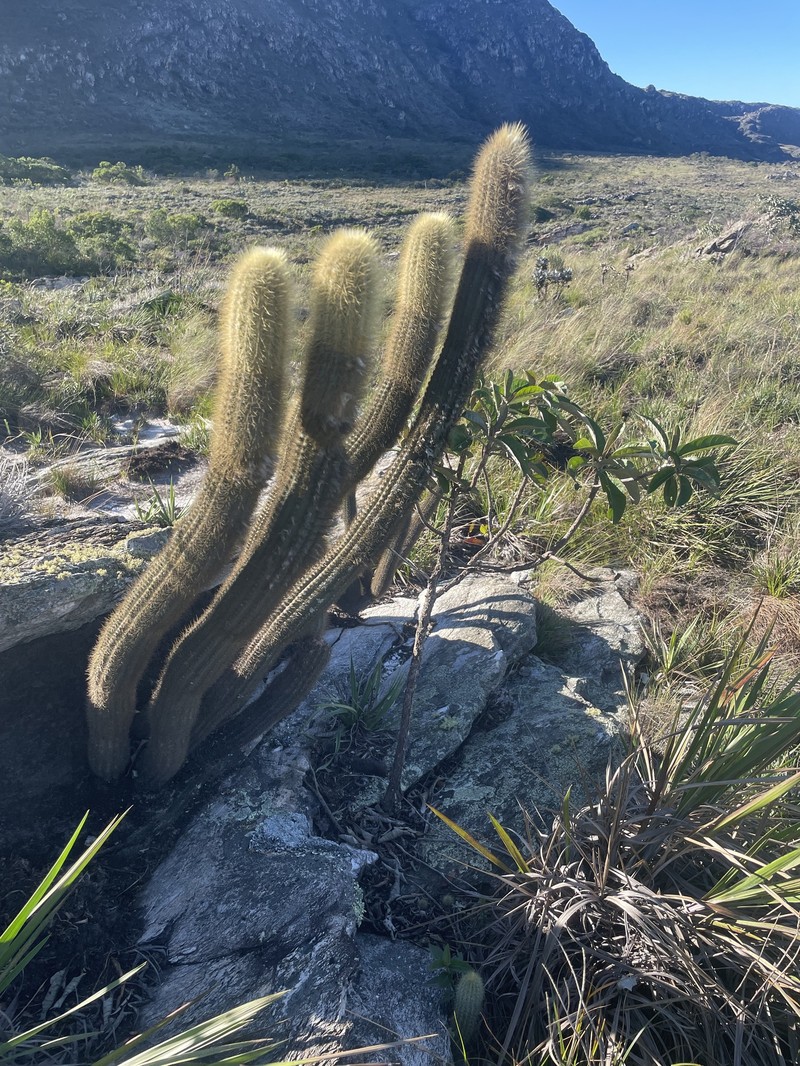 Pilosocereus aurisetus subsp. aurisetus photo 2