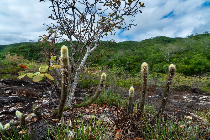 Pilosocereus aurisetus subsp. aurisetus photo 3