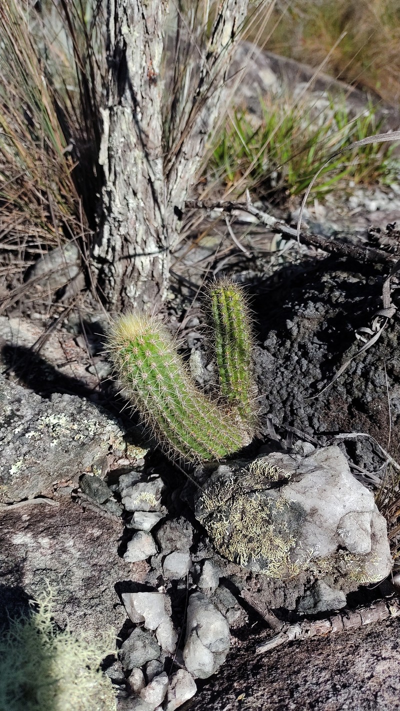 Pilosocereus aurisetus subsp. aurisetus photo 4