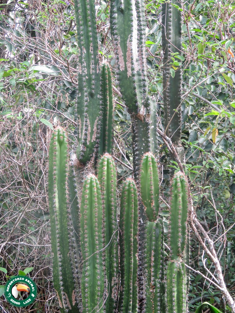 Pilosocereus brasiliensis subsp. brasiliensis
