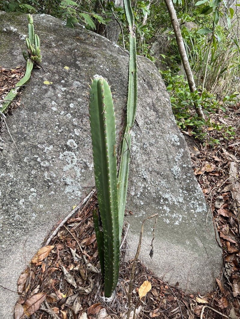 Pilosocereus brasiliensis subsp. brasiliensis photo 2