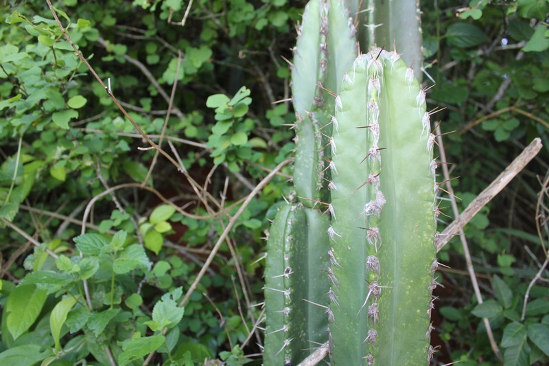 Pilosocereus brasiliensis subsp. brasiliensis photo 3