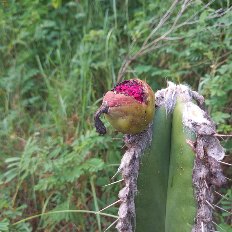 Pilosocereus brasiliensis subsp. brasiliensis photo 4