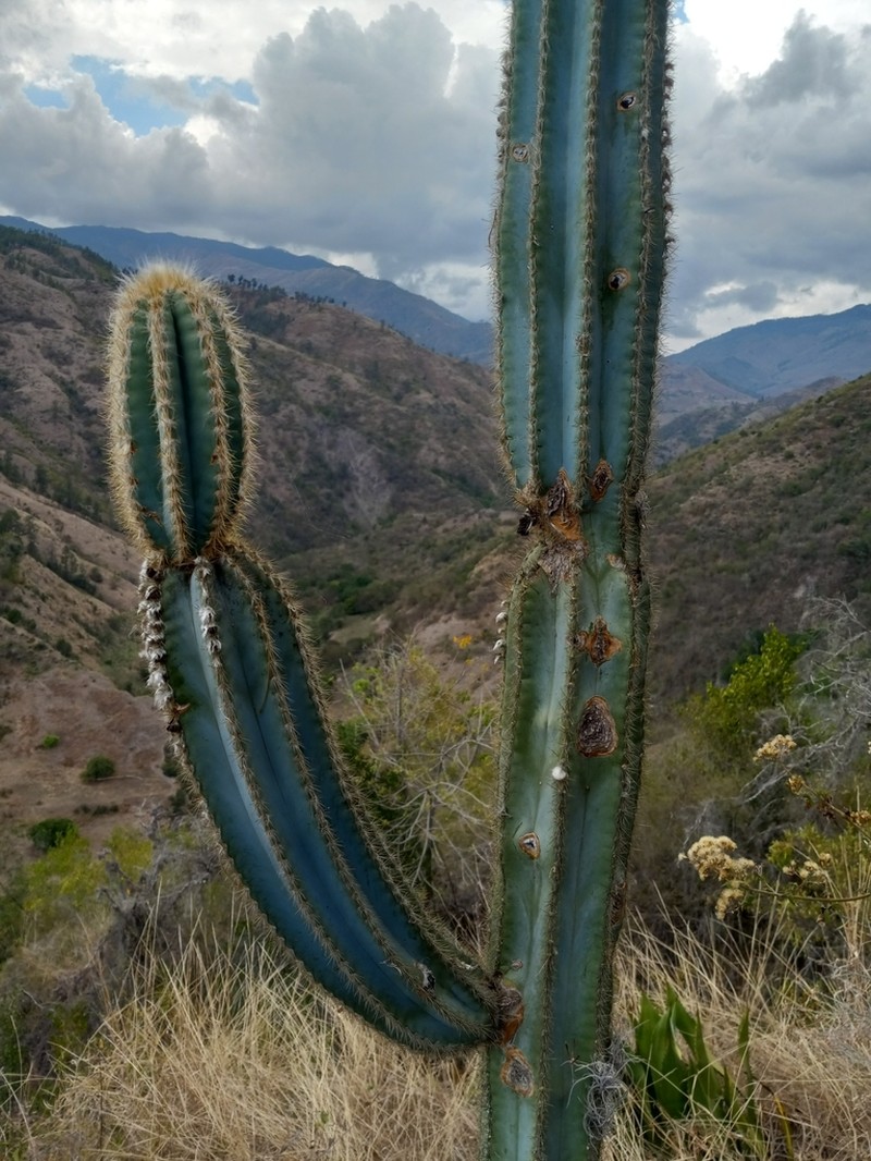 Pilosocereus brevispinus