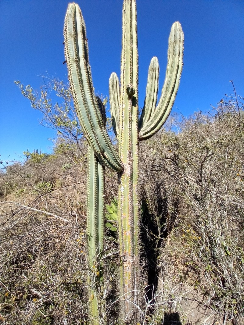 Pilosocereus brevispinus photo 2