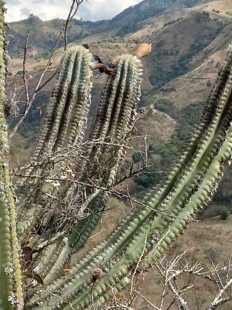 Pilosocereus brevispinus photo 4