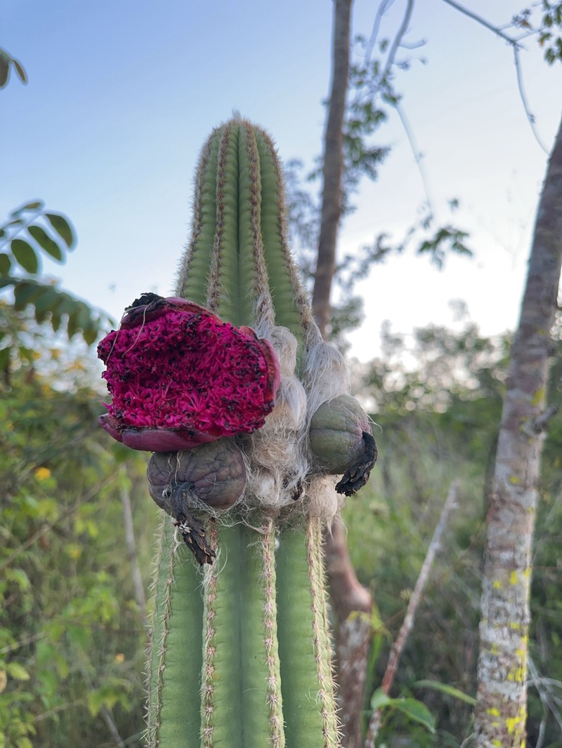Pilosocereus brevispinus photo 5