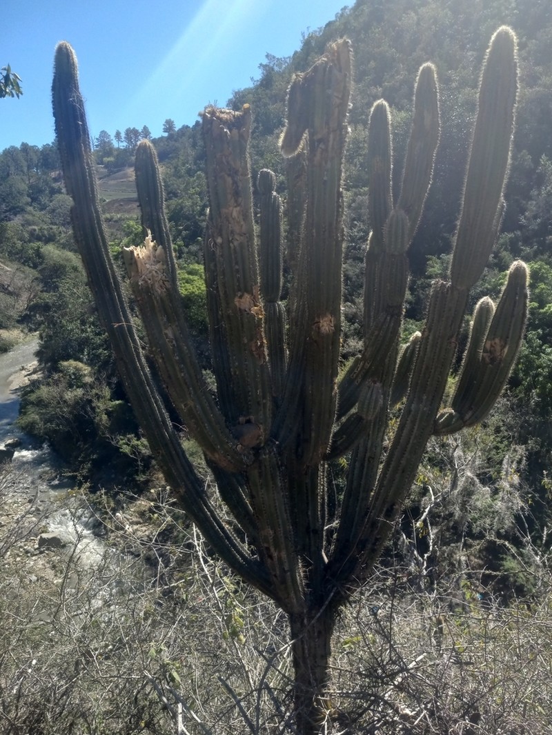 Pilosocereus brevispinus photo 6