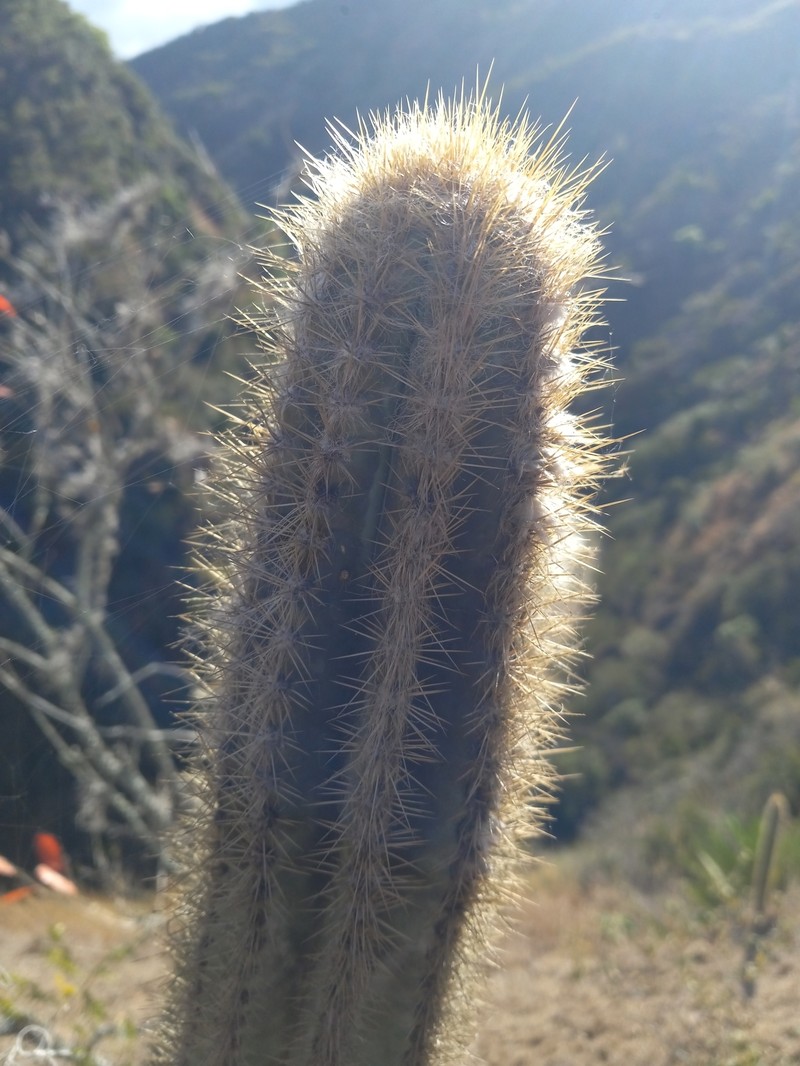 Pilosocereus brevispinus photo 7