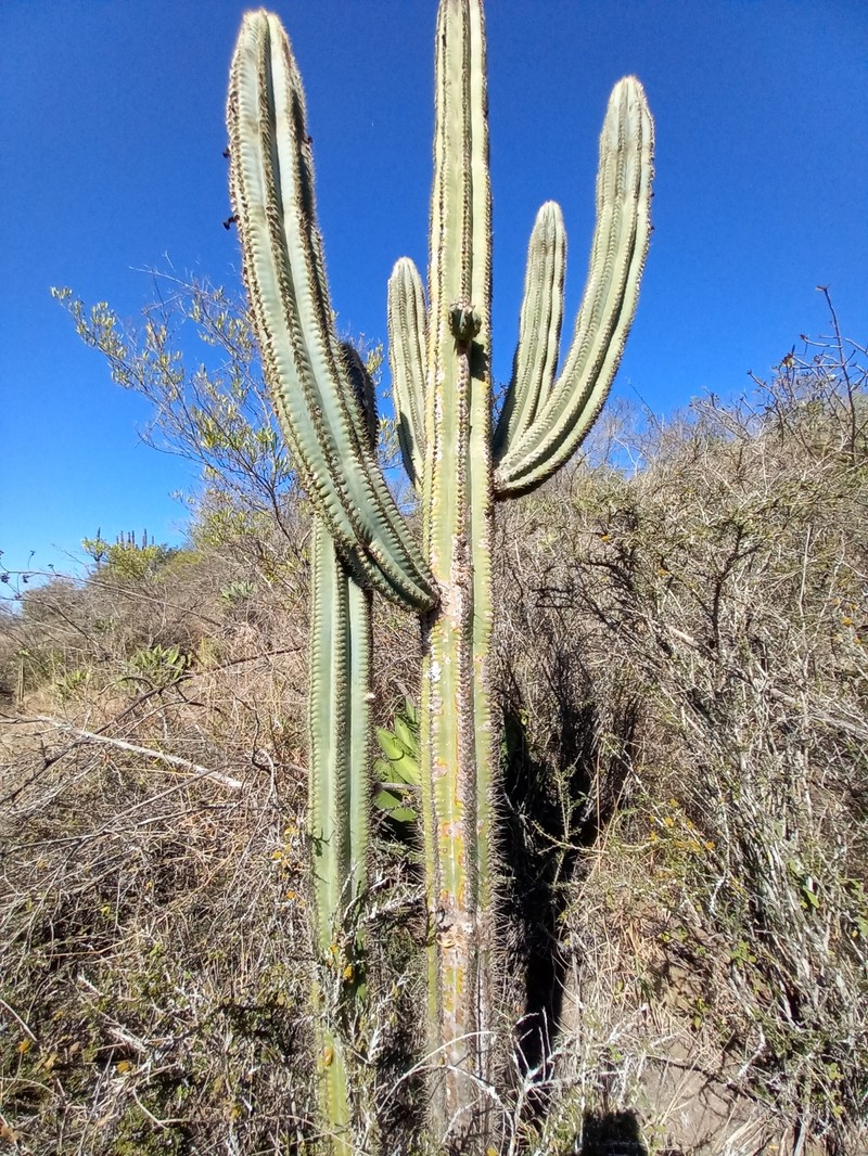 Pilosocereus brevispinus photo 8