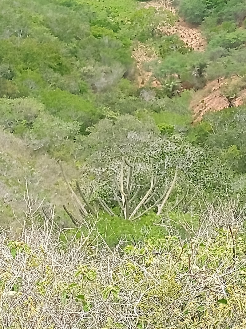 Pilosocereus catingicola subsp. catingicola
