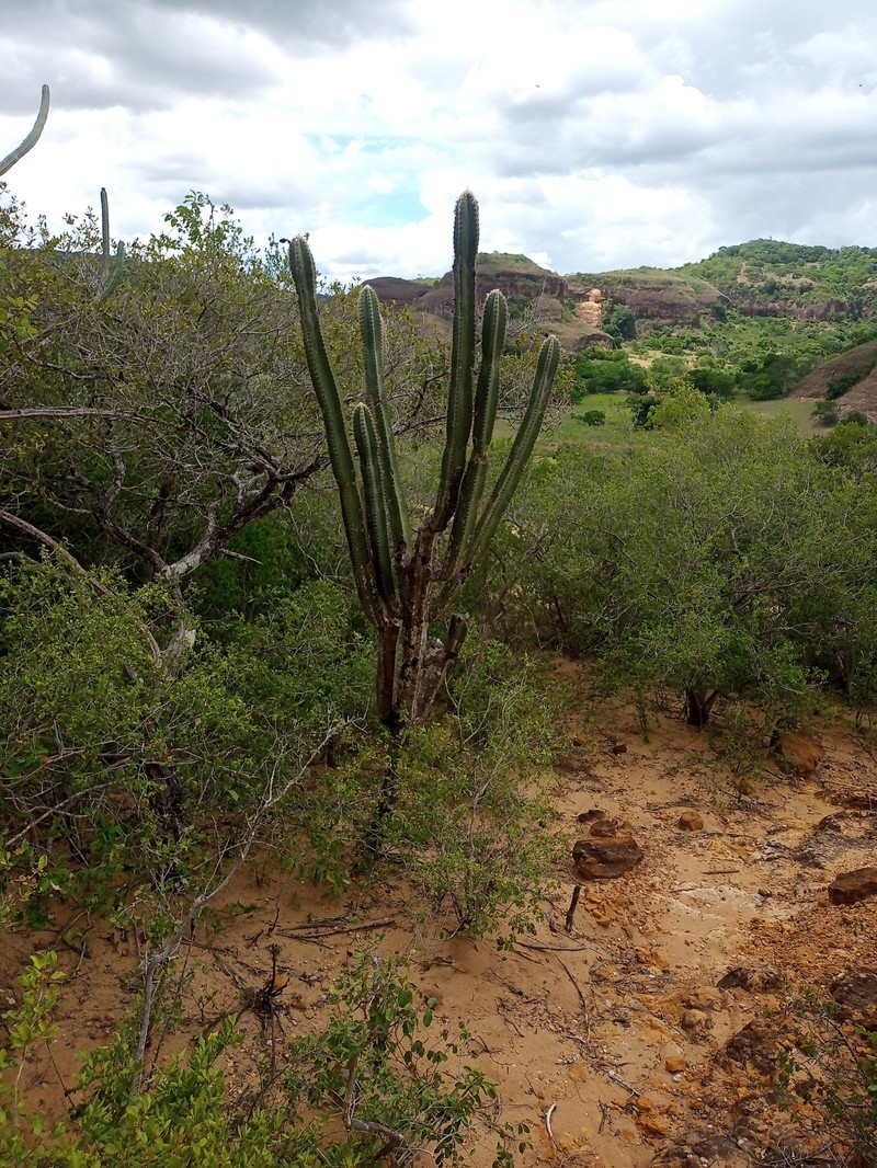 Pilosocereus catingicola subsp. catingicola photo 2