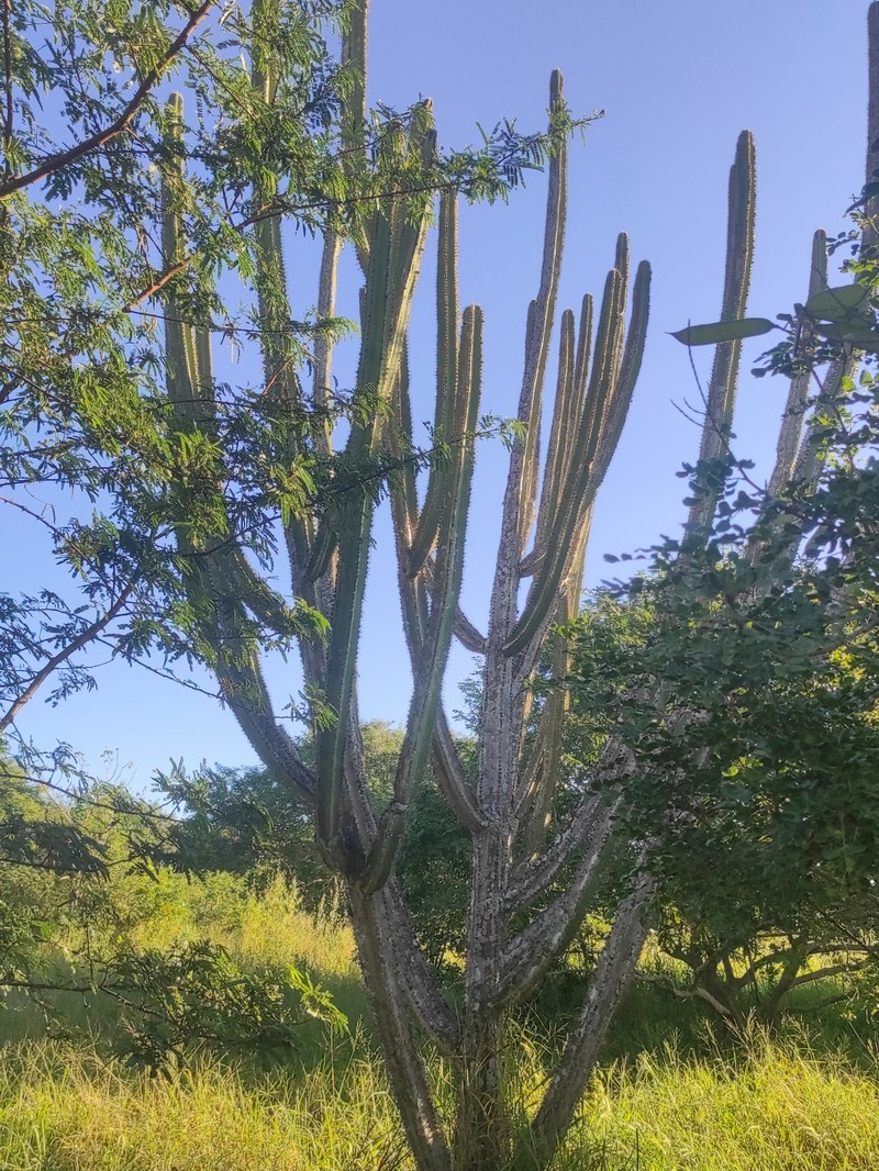 Pilosocereus catingicola subsp. catingicola photo 4
