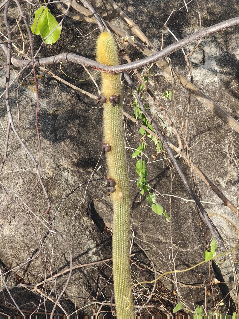 Pilosocereus chrysostele subsp. chrysostele