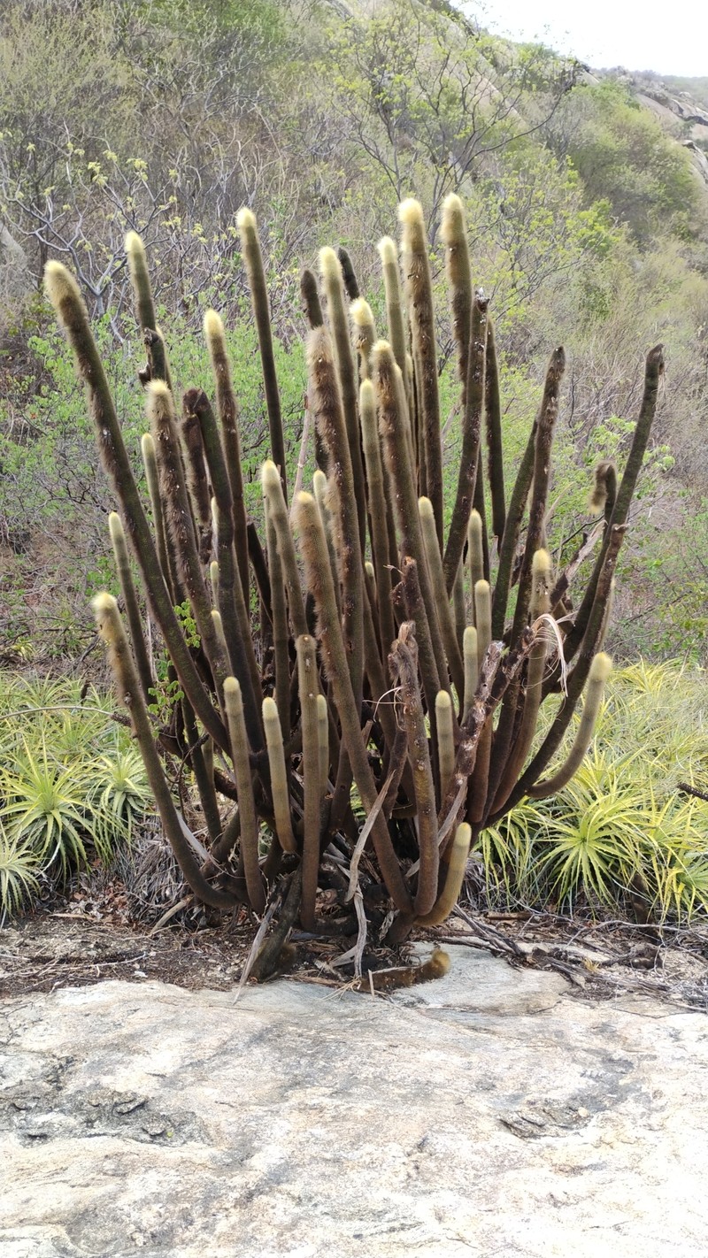 Pilosocereus chrysostele subsp. chrysostele photo 2