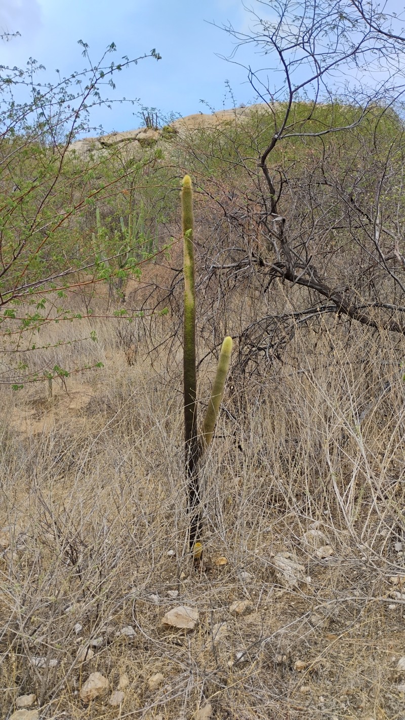 Pilosocereus chrysostele subsp. chrysostele photo 3