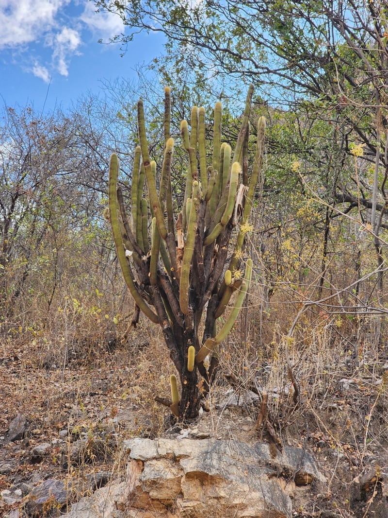 Pilosocereus chrysostele subsp. chrysostele photo 4