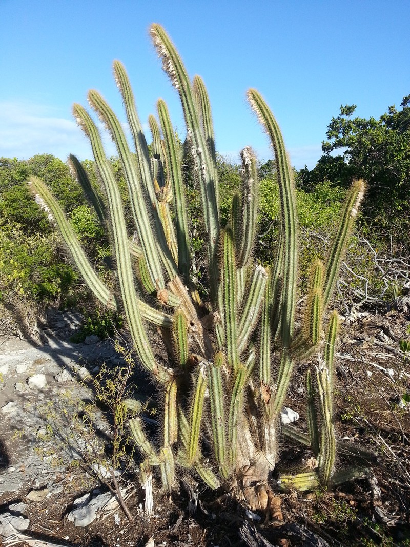 Pilosocereus curtisii