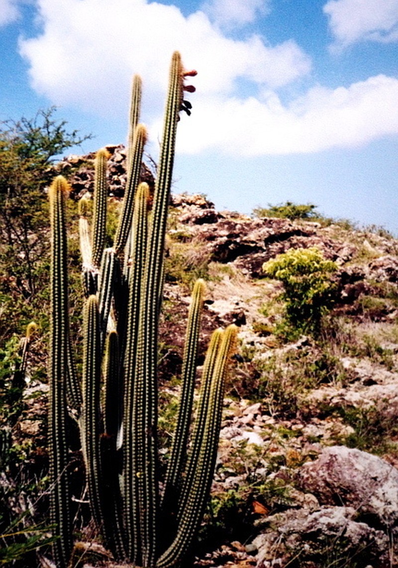 Pilosocereus curtisii photo 2