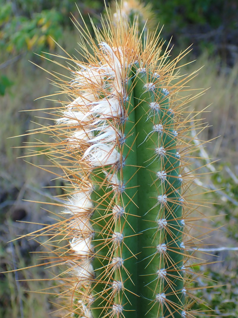 Pilosocereus curtisii photo 3