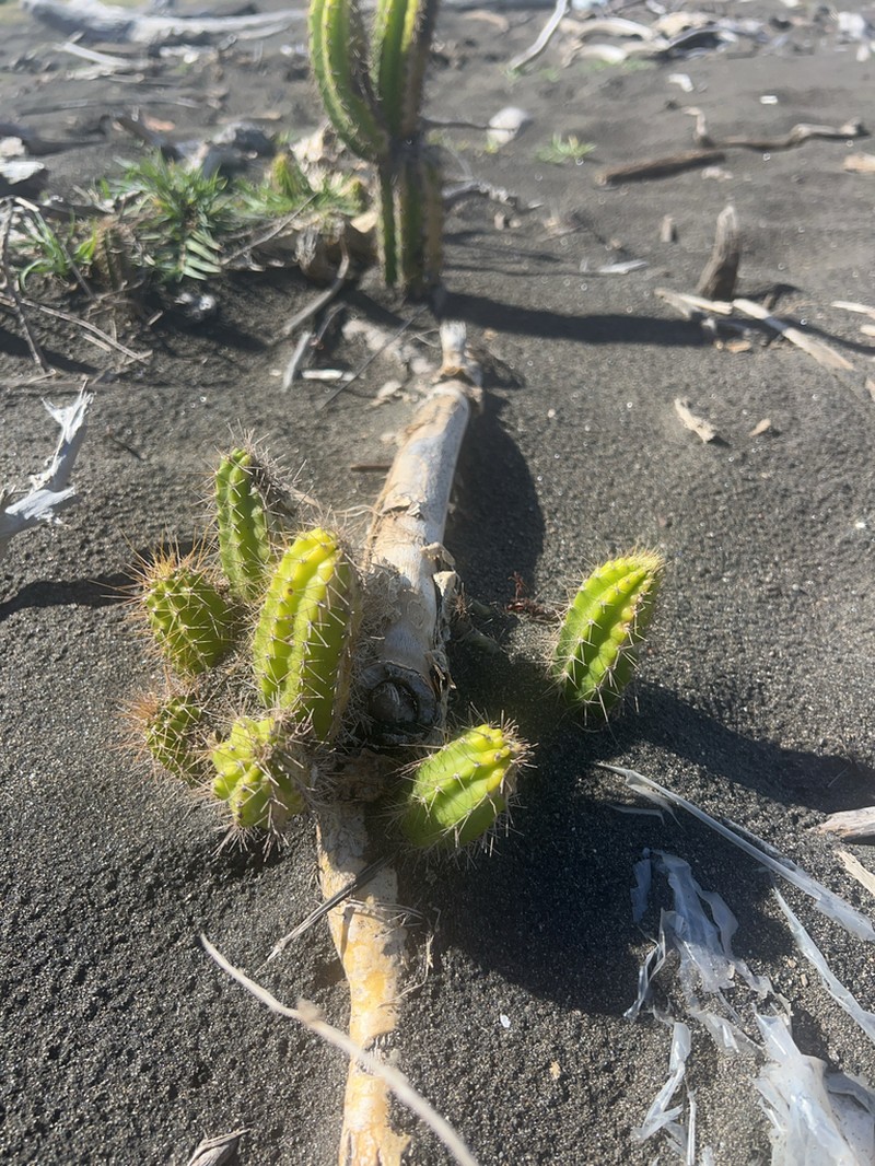 Pilosocereus curtisii photo 4