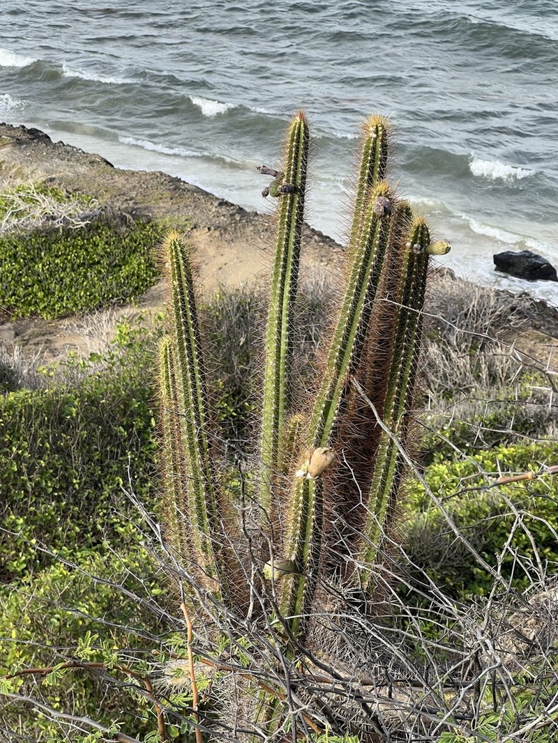 Pilosocereus curtisii photo 5