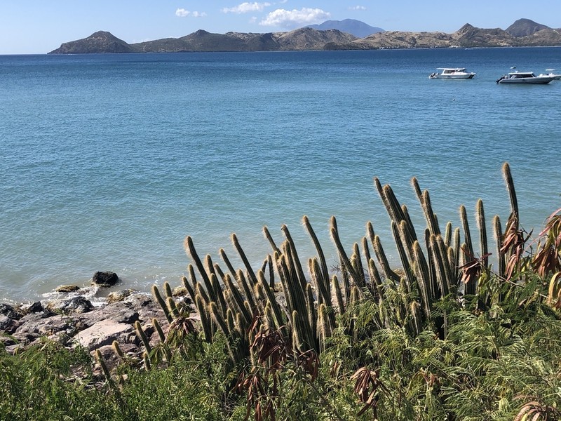 Pilosocereus curtisii photo 6