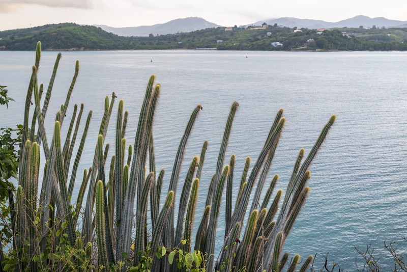 Pilosocereus curtisii photo 7