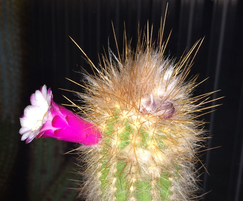Pilosocereus eddie-estevesii