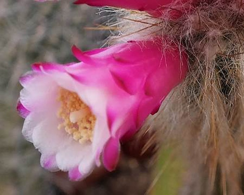 Pilosocereus eddie-estevesii photo 2