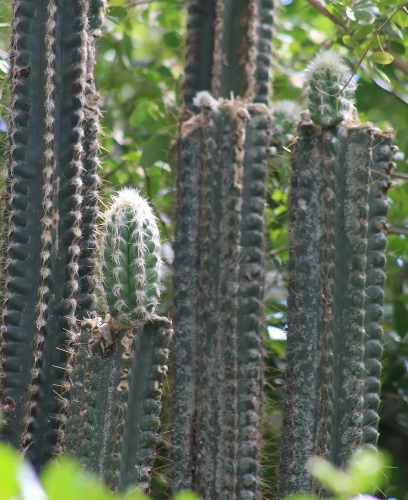 Pilosocereus excelsus